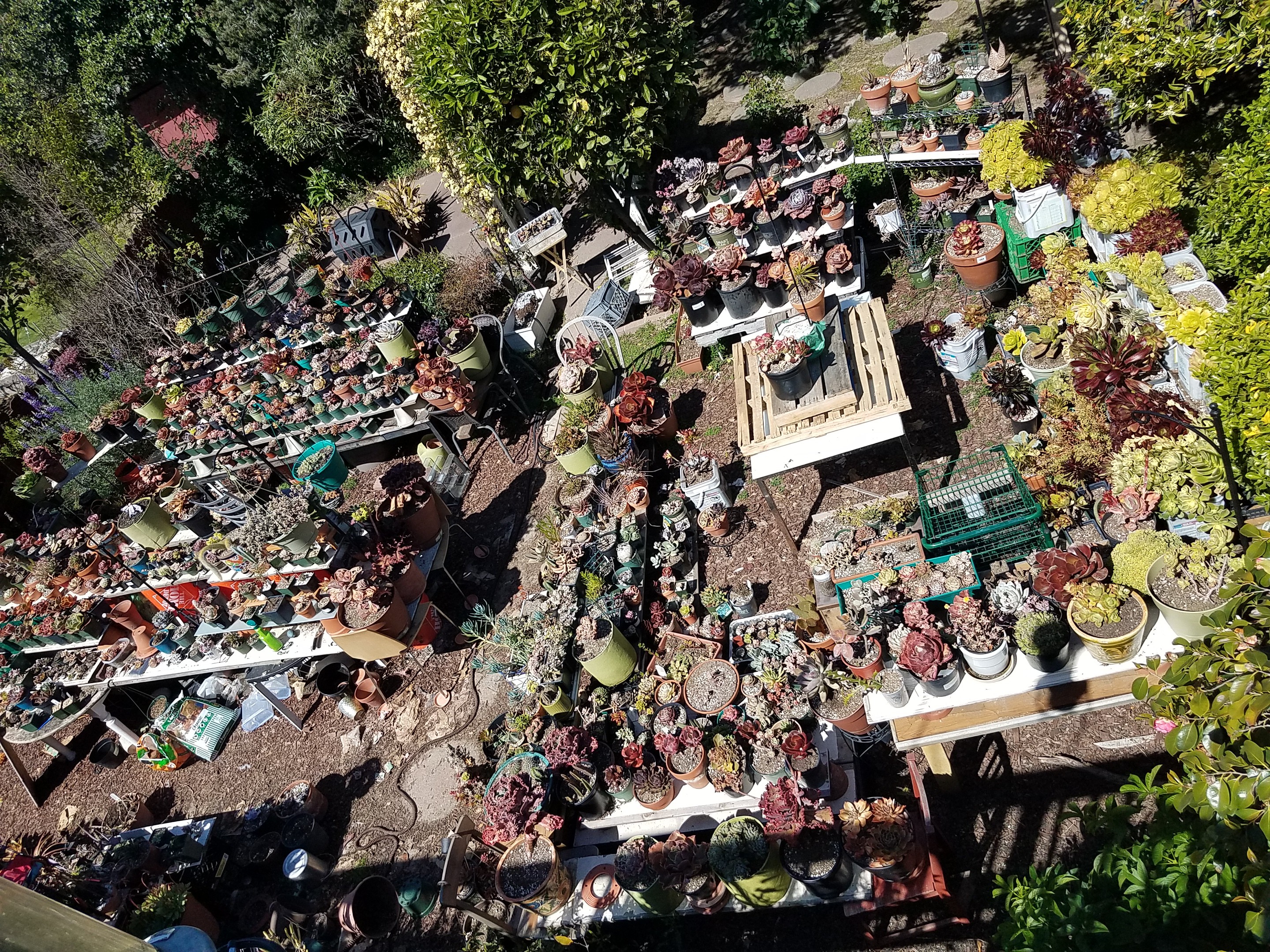 The garden in its glory days, 2021 — plants everywhere
